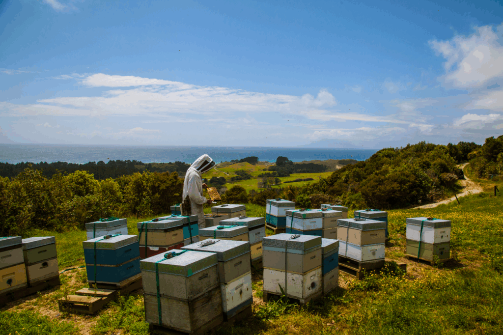 Ruchers de Mill's farm sur la côte Nord-Est de l'île du Nord.