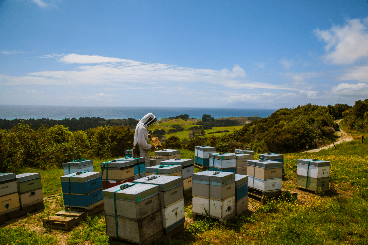 Ruchers de Mill's farm sur la côte Nord-Est de l'île du Nord.